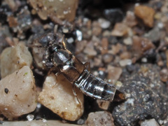 Nehemitropia lividipennis