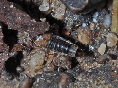 Nehemitropia lividipennis