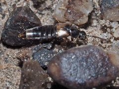 Nehemitropia lividipennis