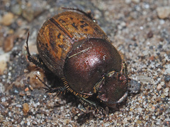 Onthophagus coenobita