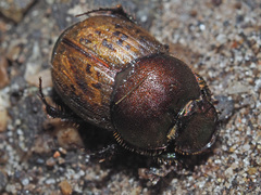 Onthophagus coenobita