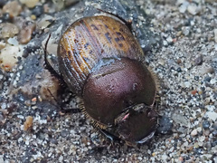 Onthophagus coenobita