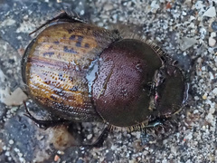 Onthophagus coenobita