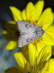 Protorthodes melanopis