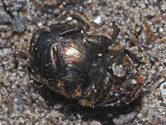 Onthophagus coenobita