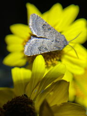 Protorthodes melanopis