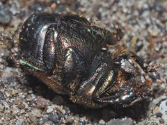 Onthophagus coenobita