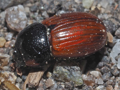 Aphodius