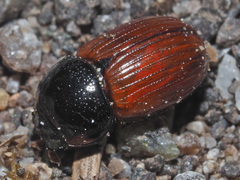 Aphodius