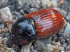 Aphodius