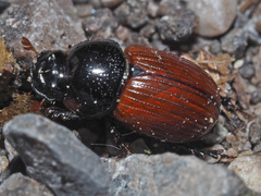 Aphodius