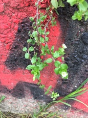 Stellaria media