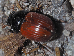 Aphodius