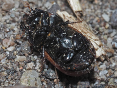 Aphodius