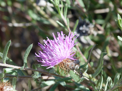 Centaurea hyssopifolia