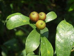 Ficus pyriformis