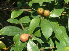 Ficus pyriformis