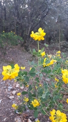 Hippocrepis emerus emerus