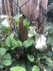 Symphytum × hidcotense