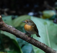Cyornis whitei