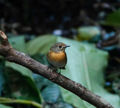 Cyornis whitei