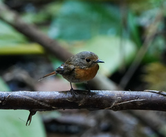 Cyornis whitei