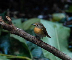 Cyornis whitei