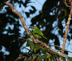 Psilopogon duvaucelii