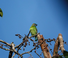 Psilopogon duvaucelii