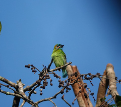 Psilopogon duvaucelii