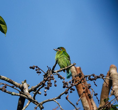 Psilopogon duvaucelii
