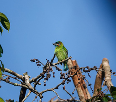 Psilopogon duvaucelii