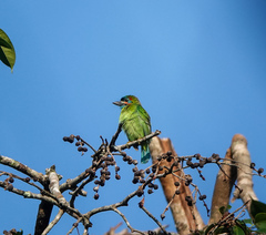 Psilopogon duvaucelii