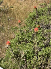 Castilleja latifolia