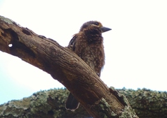 Stactolaema whytii