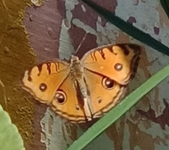 Junonia almana