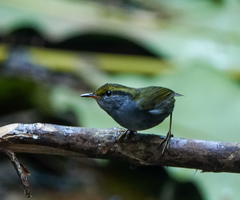 Tesia cyaniventer