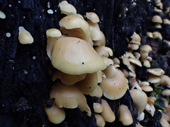 Conchomyces bursiformis