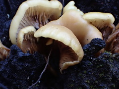 Conchomyces bursiformis