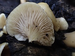 Conchomyces bursiformis