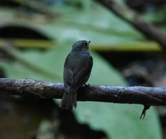 Niltava macgrigoriae