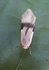 Teulisna bipunctata