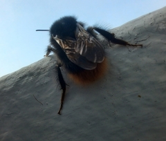 Bombus ignitus