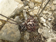 Echeveria strictiflora