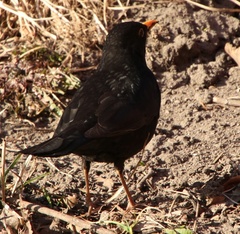 Turdus merula