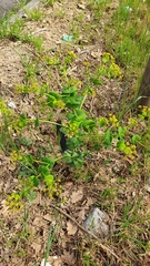 Smyrnium perfoliatum rotundifolium