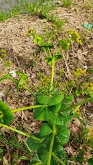 Smyrnium perfoliatum rotundifolium