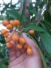 Pittosporum ferrugineum