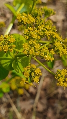 Smyrnium perfoliatum rotundifolium