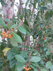 Pittosporum ferrugineum